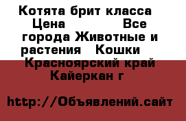 Котята брит класса › Цена ­ 20 000 - Все города Животные и растения » Кошки   . Красноярский край,Кайеркан г.